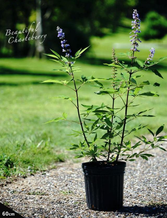 西洋ニンジンボク (チェストベリー) 【青花】 ポット苗の通販は