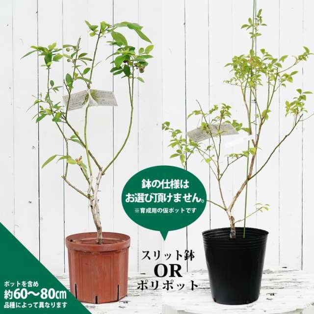 ブルーベリー苗 チャンドラー大苗 快い