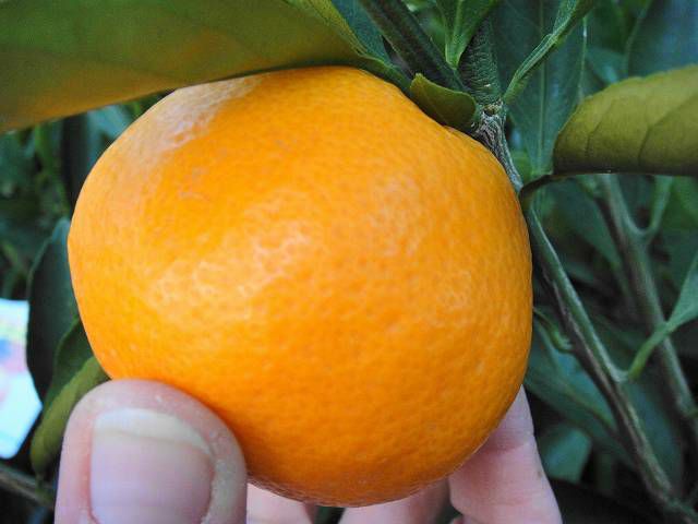 みかん 苗木 【田口早生温州みかん】 3年生接木大 【産地で剪定済 1.0m