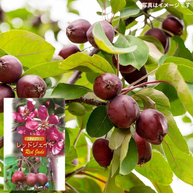 姫りんご 苗木 【レッドジェイド】 2年生接木苗 7号ロングスリット ■限定販売■ クラブアップル