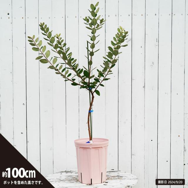 フェイジョア苗3年生苗10株送料無料 楽天市場】フェイジョア 苗 【トラスク】 3年生接木大苗 : 苗木