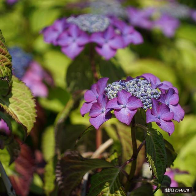 紫陽花 苗 専用！！紫陽花苗セット(3種類) 楽天市場】紫陽花 苗 セット