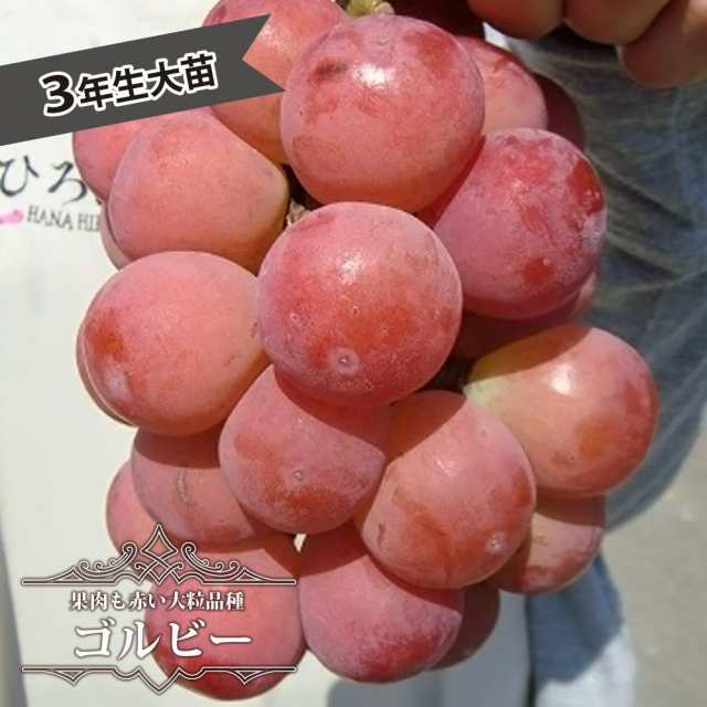 【悟紅玉（ゴルビー）】 超大粒ぶどう 3年生接木1.1m大苗 ウィルスフリー 【産地で剪定済 1.1m苗】