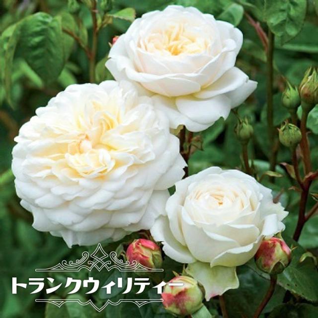 バラ苗 【トランクウィリティー】 ２年生大苗 登録品種・品種登録