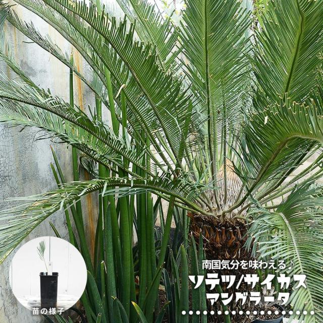 ソテツ ソテツ 苗 お得5個セット☆ - メルカリ