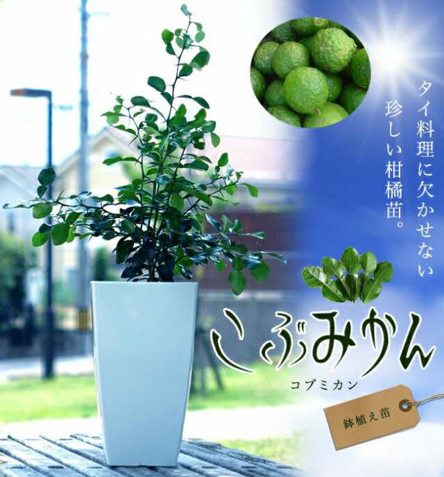 みかん 苗木 【こぶみかん】 （バイマックルー） 7号鉢植え｜au PAY マーケット