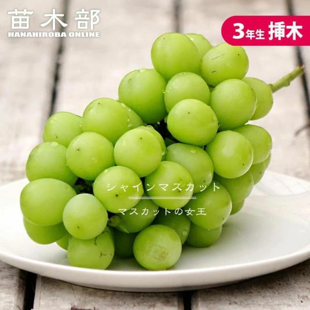 【シャインマスカット】 ぶどう 3年生挿木1.5m長尺大苗 登録品種・品種登録 【大型宅配便】 大梱包