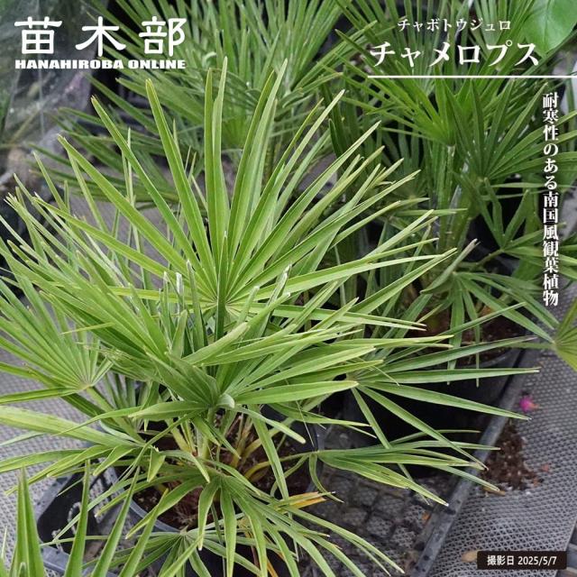 ヤシの木 【チャメロプス フミリス】 7号黒鉢植え