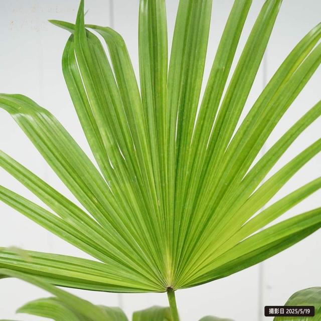 ※引き取り限定　ビロウヤシ　極太　鉢植え　観葉植物 約1.5メートル ビロウヤシ