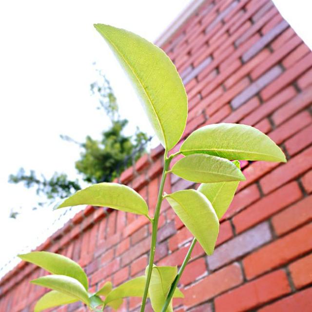 スィートレモン苗木♪ レモンの木 【スイートレモン】 1年生接木