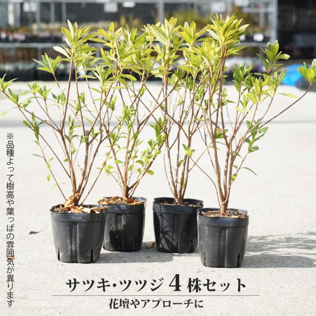 さつき 苗 【雅姫/みやびひめ】 4本セット 4号ポット苗の通販はau PAY 