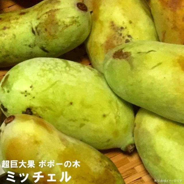 ポポー 苗木 【ミッチェル】 3年生接木大苗の通販はau PAY マーケット