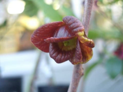 ポポー 苗木 【ミッチェル】 3年生接木大苗