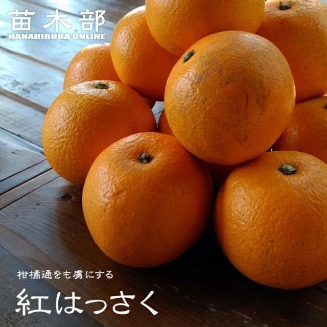紅八朔 3年生 苗木 紅八朔 （べにはっさく）】 3年生 接木大苗 【産地で剪定済 0.9m苗】