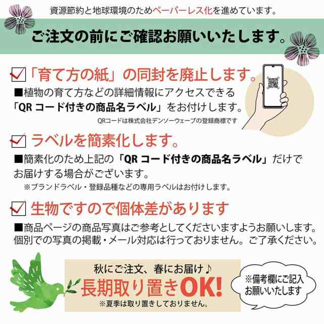 数量限定 【ロストラータ】 ユッカ ナーセリーポット植え 耐寒性南欧風プランツ