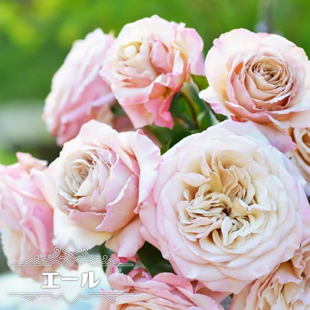 四季咲きバラ苗 【エール】 ２年生大苗