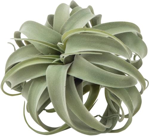 POSH LIVING(ポッシュリビング) キセログラフィカ 80912