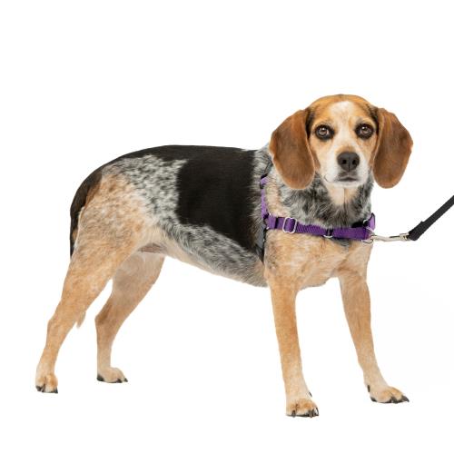 PetSafe イージーウォークハーネス (SM, ディープパープル＆ブラック)