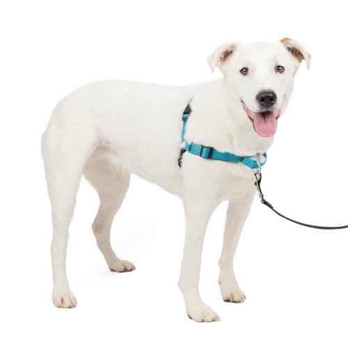 PetSafe デラックス イージーウォークハーネス 犬 ハーネス 中型犬 引っ張り防止 調整簡単 ネオプレン 抜けない 耐久性が高い 夜間反射 大型犬（M/L オーシャンブルー/ブラック）