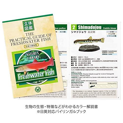カロラータ 日本の淡水魚 立体図鑑 (10種 / 解説書・スタンド付き