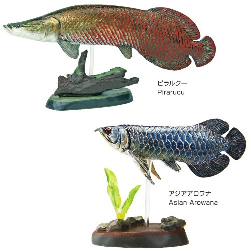 カロラータ立体図鑑古代魚 動物 生物 立体図鑑 フォッシルフィッシュボックス / カロラータ