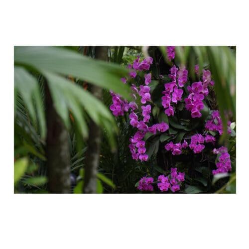 SONY 望遠ズームレンズ E 55-210mm F4.5-6.3 OSS ソニー Eマウント用 APS-C専用 SEL55210