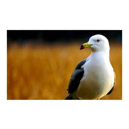 SONY 望遠ズームレンズ E 55-210mm F4.5-6.3 OSS ソニー Eマウント用 APS-C専用 SEL55210