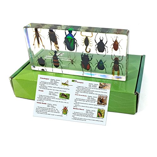 REALBUG 12 Bugs Collection Desk Decoration