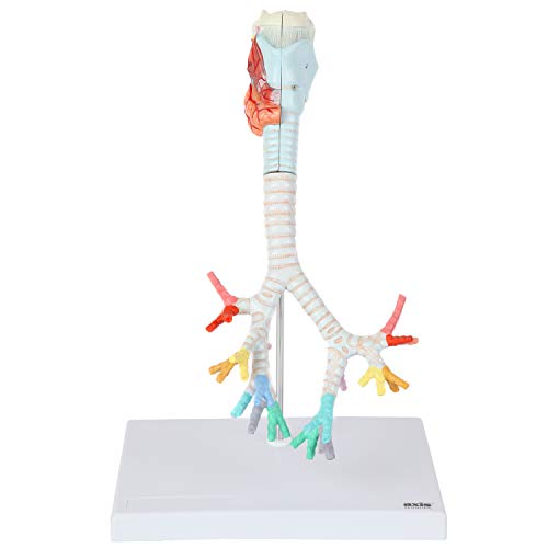 Axis Scientific Larynx、Trachea、Bronchi Model
