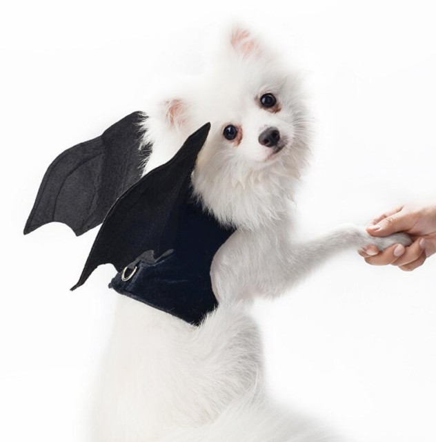 ペット コスチューム コスプレ ネコ ハロウィーンhalloween 仮装 衣装 ハロウィン 誕生日 コスチューム プレゼン ドッグ 犬 小型犬の通販はau Pay マーケット Hhcストア ペット コスチューム コスプレ ネコ ハロウィーンhalloween 仮装 衣装 ハロウィン 誕生日 コスチューム プレゼン ドッグ 犬 小型犬の通販はau Pay マーケット Hhcストア