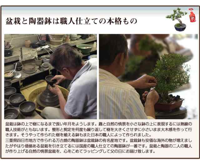 父の日 盆栽 松 五葉松 丸小鉢 樹齢 5年 お菓子 セット 京菓子 ケーキ 人気 ランキング 60代 70代 和 鉢植え ギフト 癒やし ぼんさいの通販はau Pay マーケット 盆栽妙