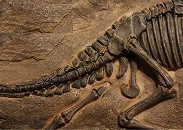 恐竜 化石 レプリカ 壁掛け プレート オブジェ 置物 装飾 展示 インテリア 樹脂 タイプa の通販はau Pay マーケット ふくはち