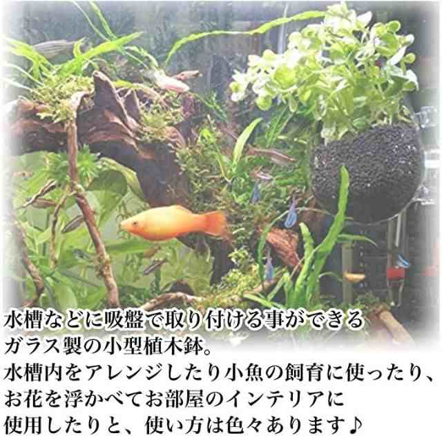 アクアリウム 水槽 オーナメント インテリア かくれ家 ガラス 植物 無 ポット ２個 透明 の通販はau Pay マーケット ホリック