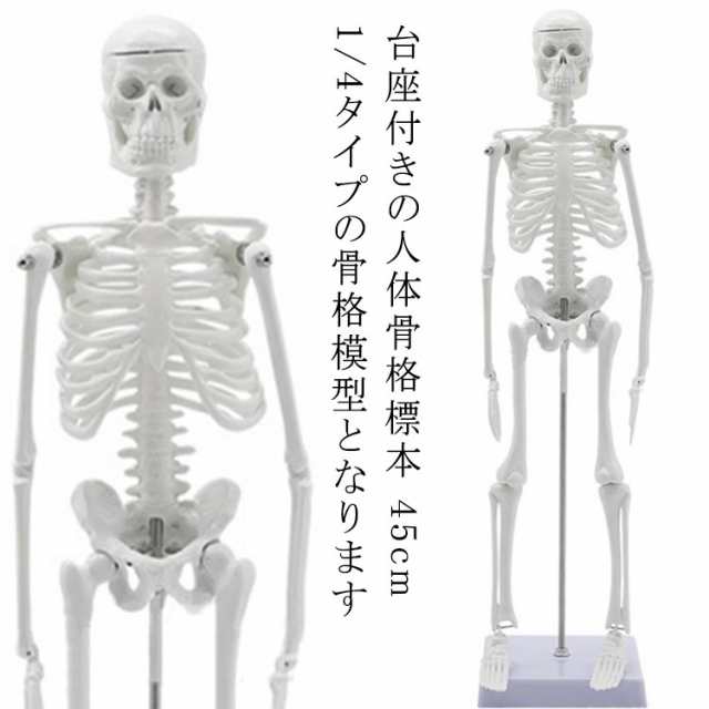 人体模型 45cm 人体骨格模型 骨格標本 稼動 直立 スタンド 教材 人体模型 45cm 人体骨格模型 骨格標本 稼動 直立 スタンド 教材