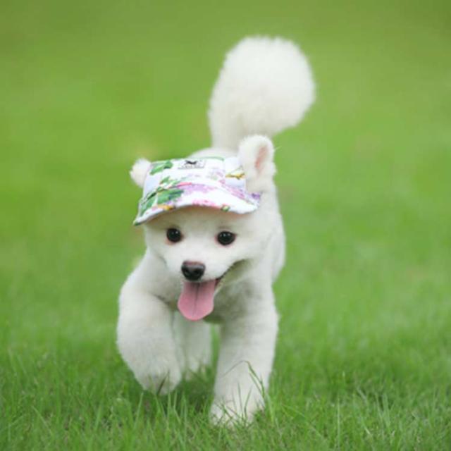 被り物 わんちゃん ペット ハット 帽子 犬の服 帽子 夏服 夏用 犬用 