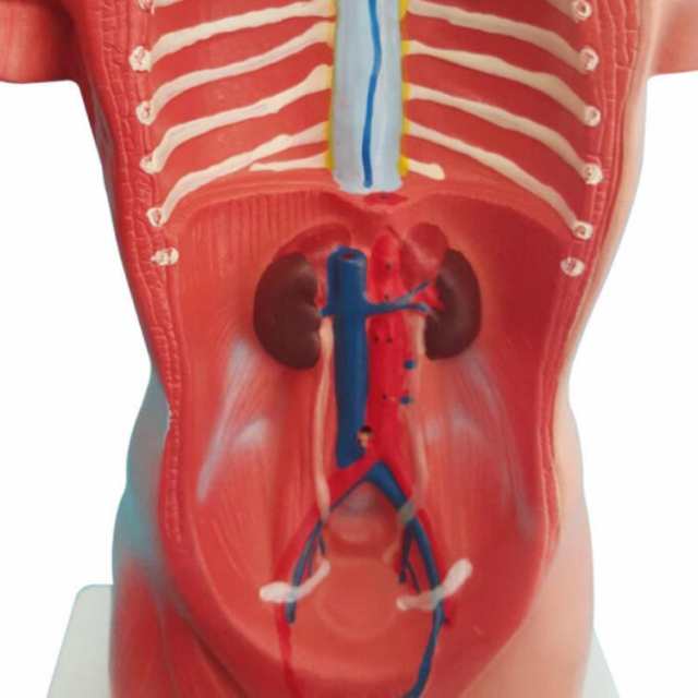 人体模型 内臓模型 28cm 人体解剖 模型 女性 男性 胴体解剖モデル ミニ 人体標本 人体モデル 内臓人体模型 全身模型 全身標本 人体 内臓  トルソー 標本 教材 実験 接骨院 整骨院 骸骨 骨格 骨 模型 お腹の見える人体模型 パーツ取り外し可の通販はau PAY マーケット ...