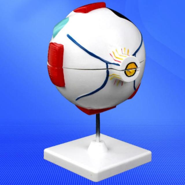 眼球 6倍拡大模型 目玉 眼球 目 眼 眼球モデル 人体模型 立体 解剖学