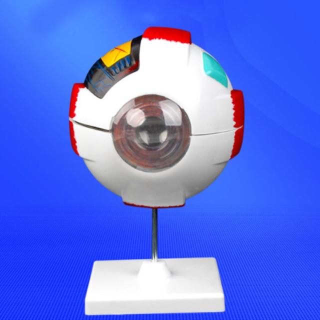 眼球 6倍拡大模型 目玉 眼球 目 眼 眼球モデル 人体模型 立体 解剖学