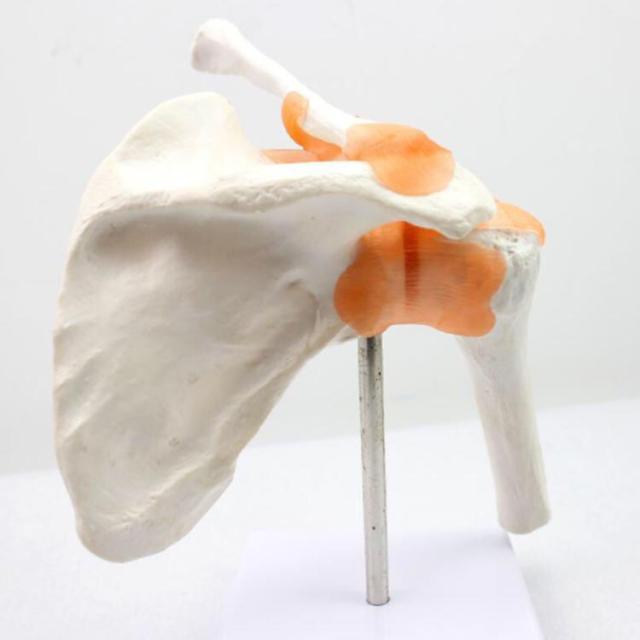 QLXYYFC 人体骨格モデル 人間の上肢骨格の解剖モデル、1:1 上肢