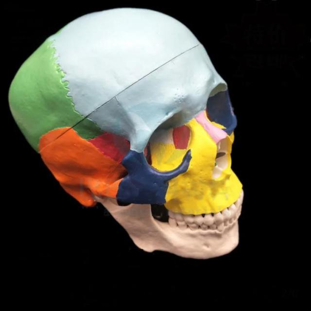 実物大 頭蓋骨 模型 人体模型 骨構造 スカル 人体模型 頭蓋骨 実物大 色分け 頭蓋骨模型 頭蓋モデル スカル