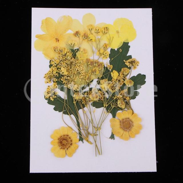 ドライフラワー 押し花セット イエロー 天然の花 しおり アルバム ギフト包装 Diy材料 家の装飾の通販はau Pay マーケット あさみショップ ドライフラワー 押し花セット イエロー 天然の花 しおり アルバム ギフト包装 Diy材料 家の装飾の通販はau Pay マーケット あさみショップ