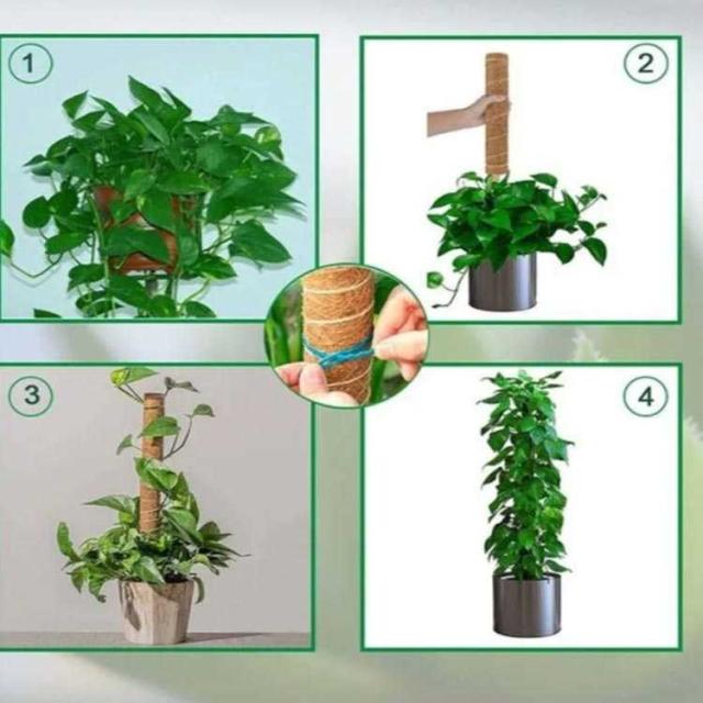 観葉植物 ポトス 園芸支柱 天然 ココナッツ支柱 モンステラ支柱