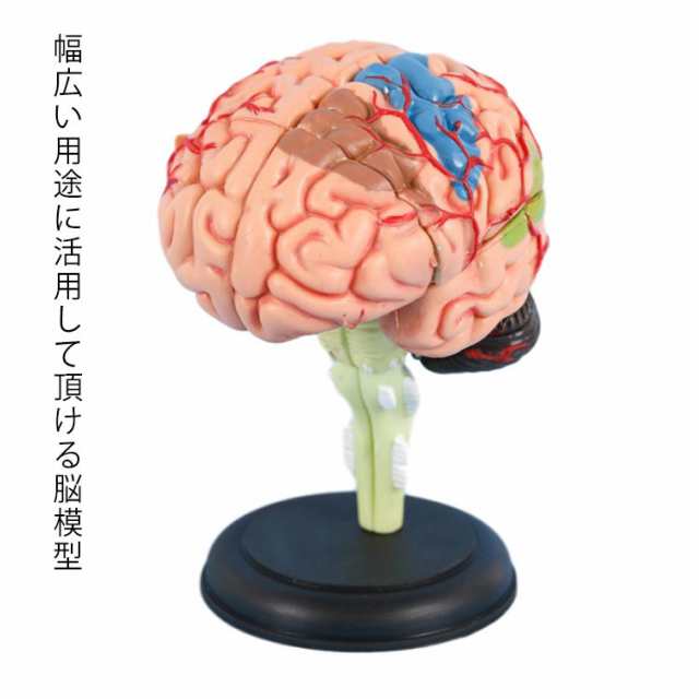 脳 模型 スタンド付き 人体模型 医学 京都科学 - 置物