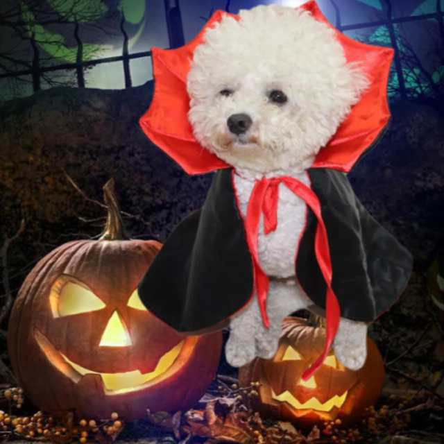 小型犬 猫用 ハロウィンコスチューム - 猫用品