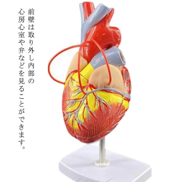 心臓バイパス付 2分解モデル 心臓模型 1 5倍拡大 大 右心房 左心房 右心室 左心室 人体模型 4d モデル 目 心臓 模型 解剖 教材 模型 診察の通販はau Pay マーケット 第三商事
