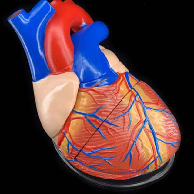 心臓　模型