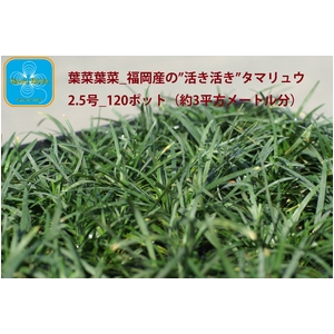 送料無料 産地直送 とっても元気なタマリュウ 玉竜 2 5号 1ポット 約3平方メートル分 生活用品 インテリア 雑貨 花 ガの通販はau Pay マーケット イーグルアイau Wowma 店