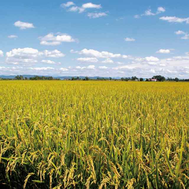 お米 青森県産 まっしぐら 無洗米 10kg(5kg×2袋)令和6年産 お米 青森県産 まっしぐら 無洗米 10kg(5kg×2袋)令和6年産