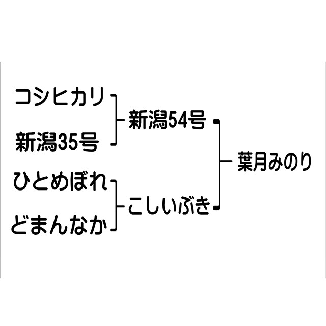 新米 お米 新潟産 葉月みのり 5kg 令和5年産 / 5年産 5年産新米 国内産