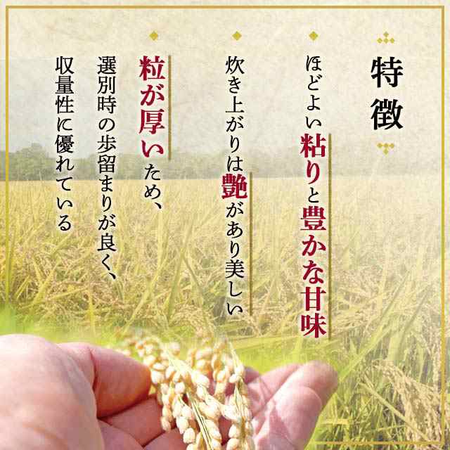 新米 令和5年産 お米 北海道産 ゆめぴりか 精白米 10kg（5kg×2袋